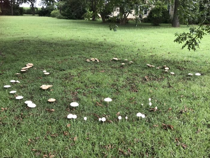 A Fairy Ring of Mushrooms in Edgefield County