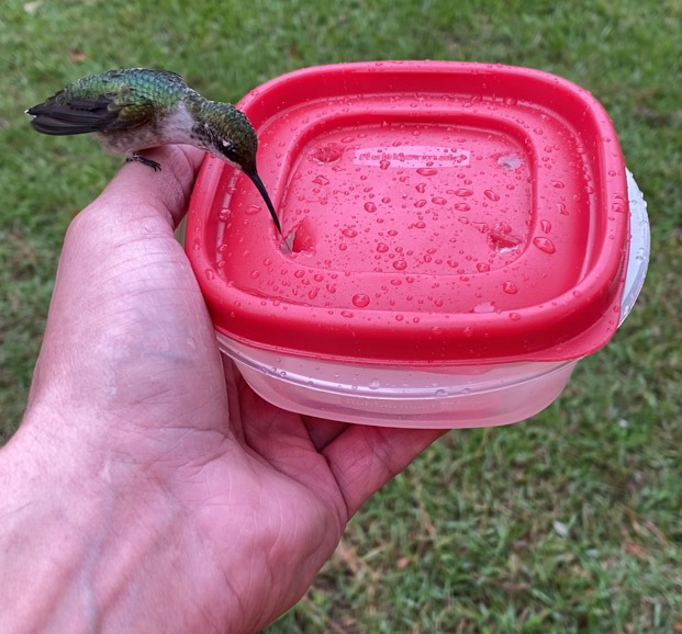 A Bird in the Hand Really IS Better than Two in the Bush