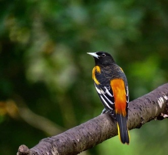 South Carolina Baltimore Oriole Winter Survey and Great Backyard Bird Count set for Feb. 12-15