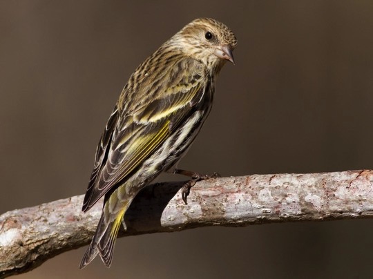 SCDNR asks South Carolinians to remove bird feeders until early spring