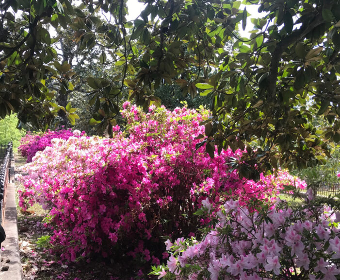 The Beauty of Formosa Azaleas