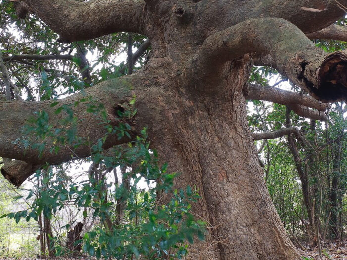 Edgefield County Historical Society receives gift of Magnolia Tree