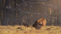 What’s the difference between domesticated and wild turkeys?