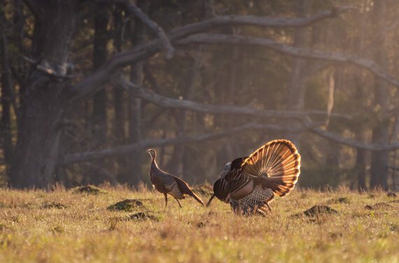 What’s the difference between domesticated and wild turkeys?