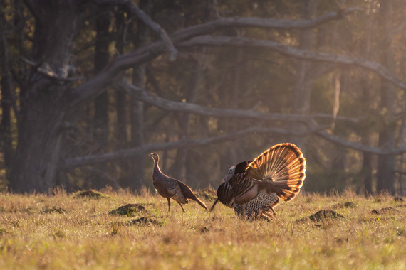 What’s the difference between domesticated and wild turkeys?